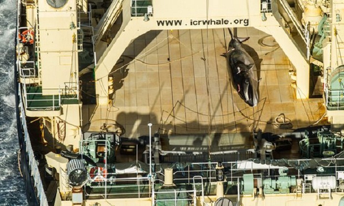 Japan criticised after whale slaughtered in Australian waters 